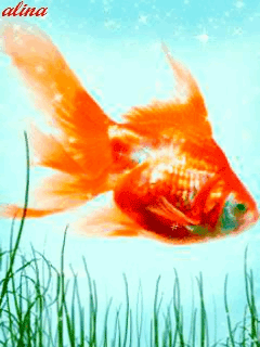 poisson 194