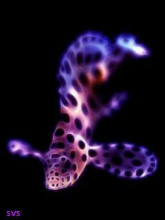 poisson 206