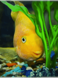 poisson 211