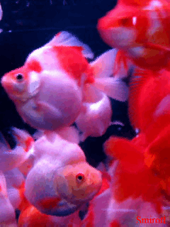poisson 213
