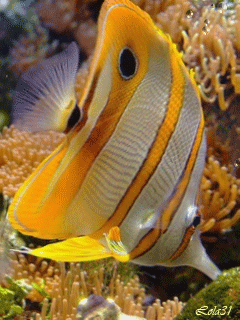 poisson 216