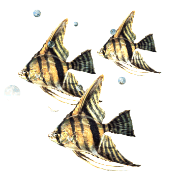 poisson 221