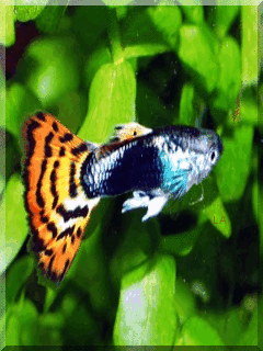 poisson 223