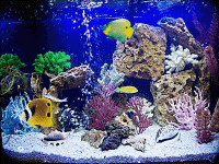 poisson 228