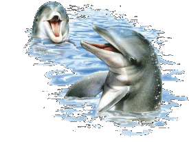 poisson 234