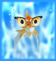 poisson 236