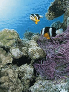 poisson 245