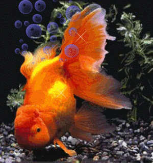 poisson 247