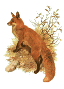 renard 22