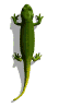 reptile 05