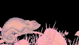 reptile 06