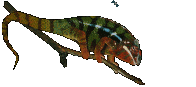 reptile 08