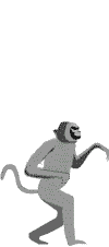 singe 37