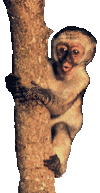 singe 38