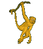 singe 40