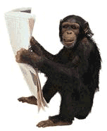 singe 43