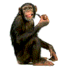 singe 45