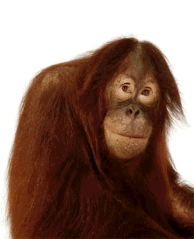 singe 88