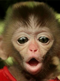 singe 89