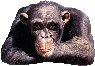 singe 94