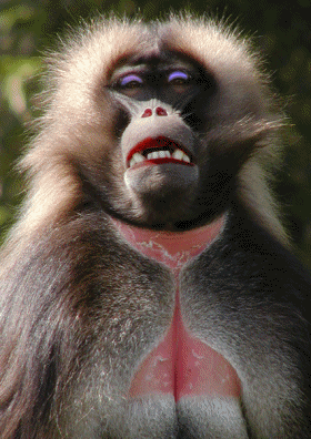 singe 96