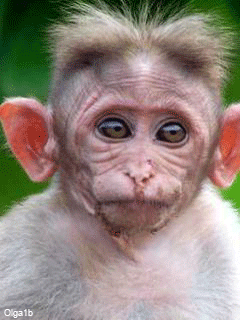 singe 97