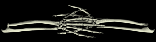 squelet 65