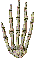 squelet 74